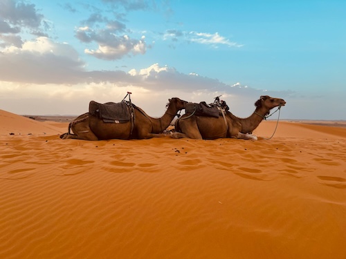Immersion desert marocain
